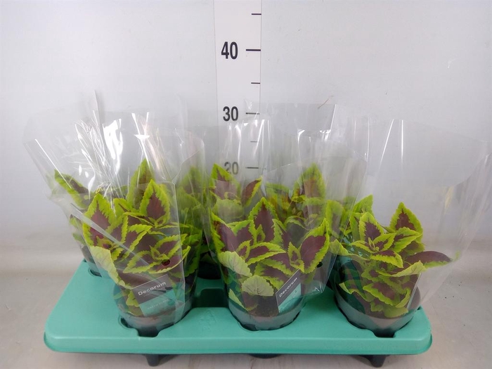 <h4>Plectranthus col. 'MSt Alligator A'</h4>