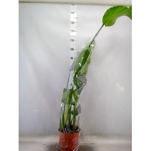 Strelitzia nicolai
