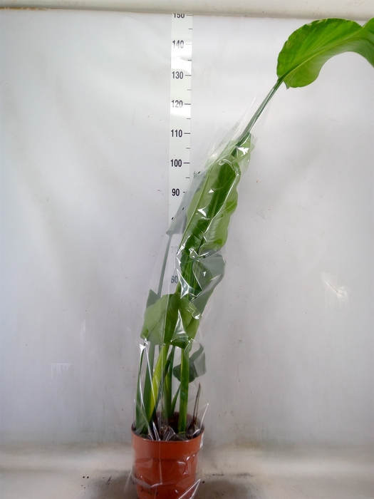 <h4>Strelitzia nicolai</h4>