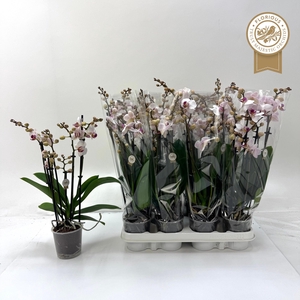 PHAL RED LIPS