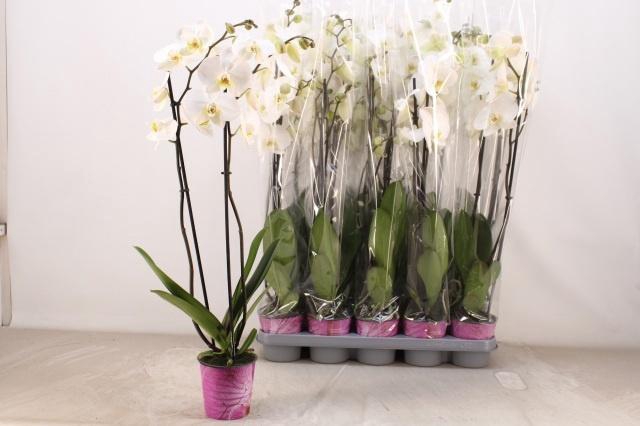 <h4>PHAL AN LEEDS</h4>