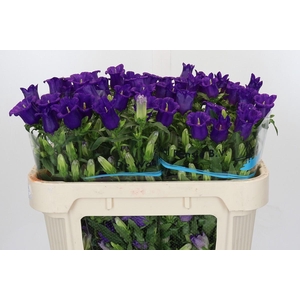 Campanula Medium Champion Blue