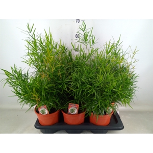 Asparagus falcatus