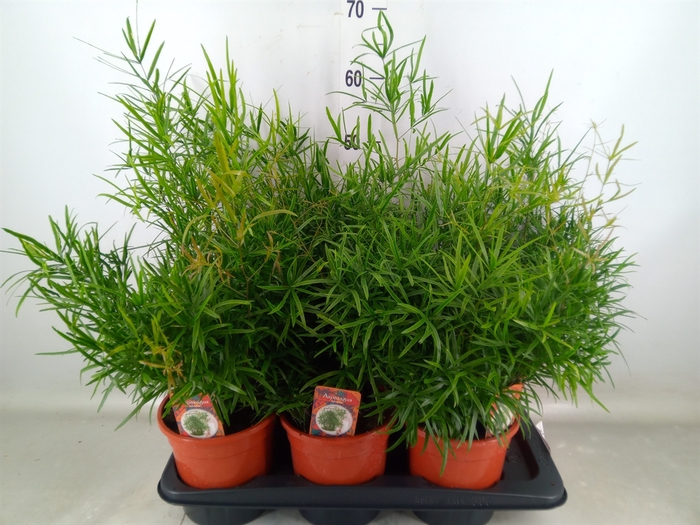 <h4>Asparagus falcatus</h4>