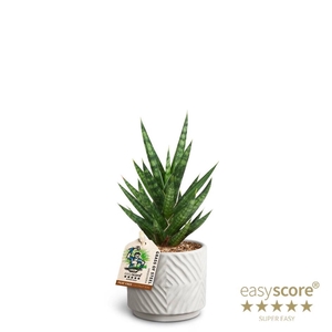 SANSEVIERIA TRIFASCIATA