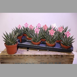 Aloe Tiki Tahi