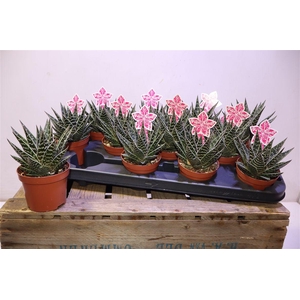 Aloe Tiki Tahi