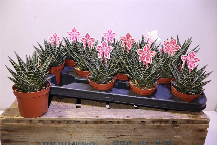 <h4>Aloe Tiki Tahi</h4>