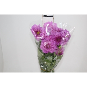 DALIA SOFIA 070 CM