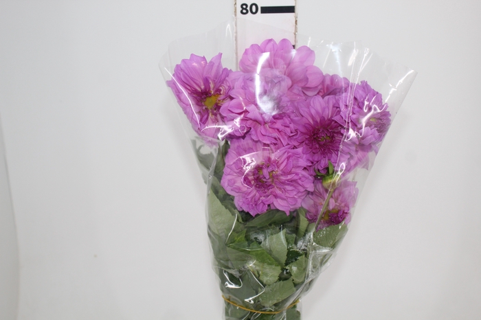 <h4>DALIA SOFIA 070 CM</h4>