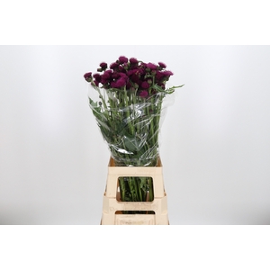 Cirsium Jap Atropurpureu