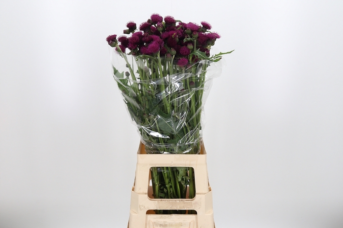 <h4>Cirsium Jap Atropurpureu</h4>