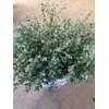 Dec Euc Parvifolia 150gr X5