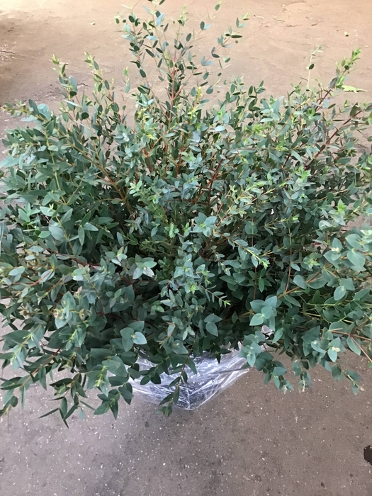 Dec Euc Parvifolia 150gr X5