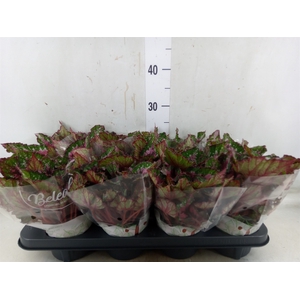 Begonia BD 'Beleaf Alaska Creek'