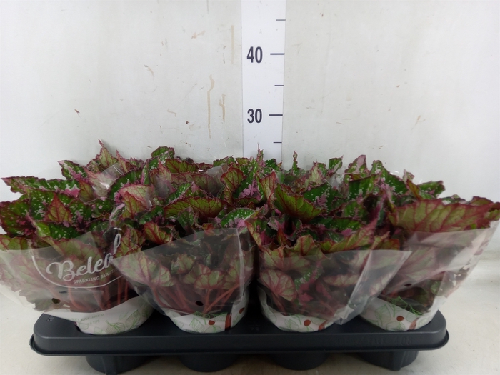<h4>Begonia BD 'Beleaf Alaska Creek'</h4>