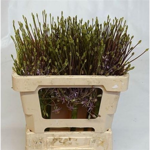 Allium Schubertii