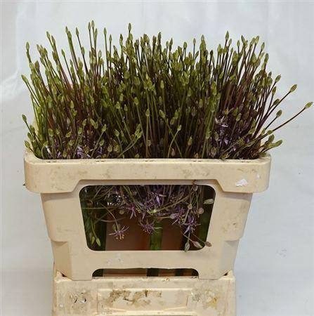 <h4>Allium Schubertii</h4>
