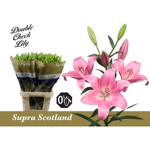 LI LA SCOTLAND