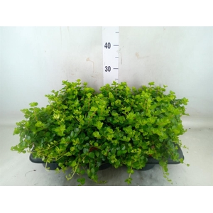 Peperomia rotundifolia