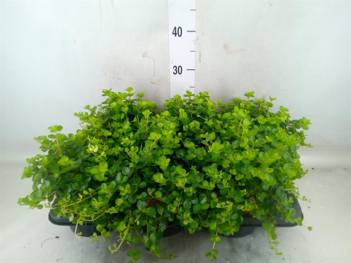 <h4>Peperomia rotundifolia</h4>