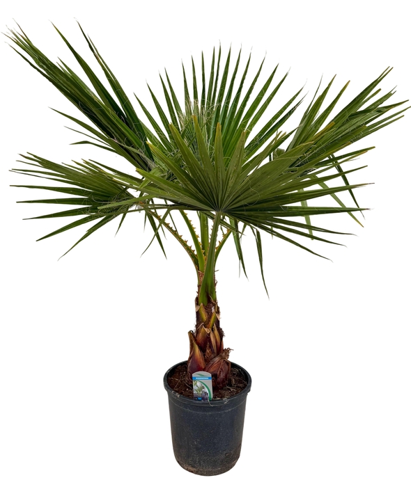 <h4>Washingtonia filifera P26 1PP</h4>