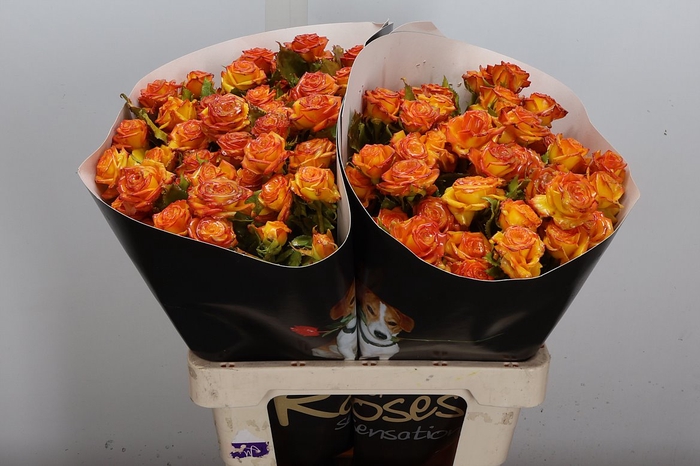 Wax-Rozen Wax Wit Zilver glitter