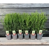 Taxus media Groenland