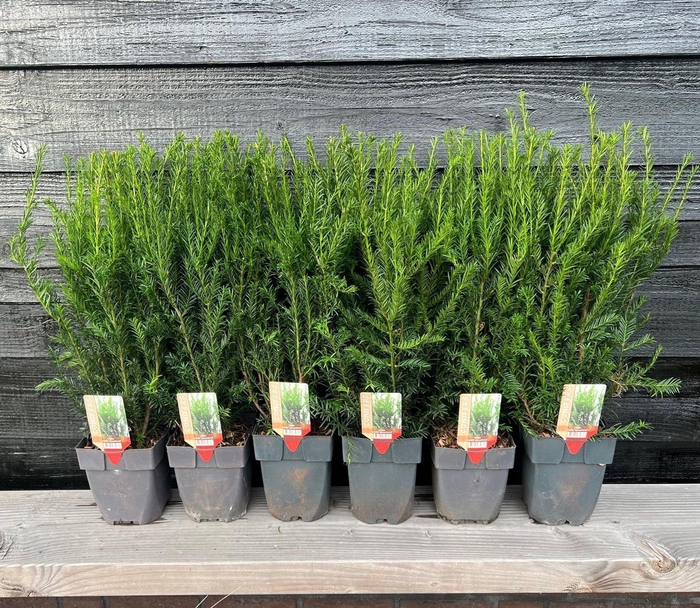 Taxus media Groenland