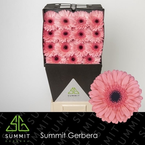 Gerbera Scala Diamond