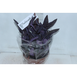 TRADESCANTIA PALLIDA C21
