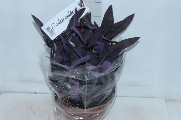 <h4>TRADESCANTIA PALLIDA C21</h4>