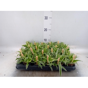 Chlorophytum com. 'Ocean'