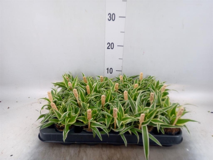 <h4>Chlorophytum com. 'Ocean'</h4>