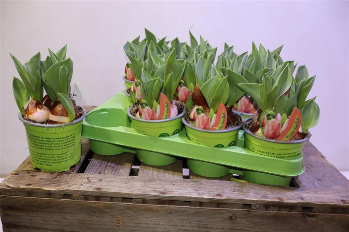 <h4>arr8 Tul Lachs Van Eijk</h4>