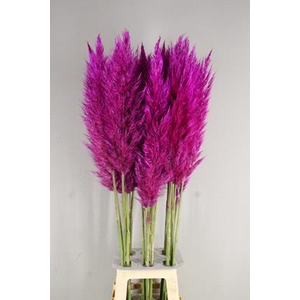 Cortaderia Selloana Purple