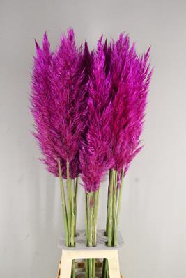 Cortaderia Selloana Purple