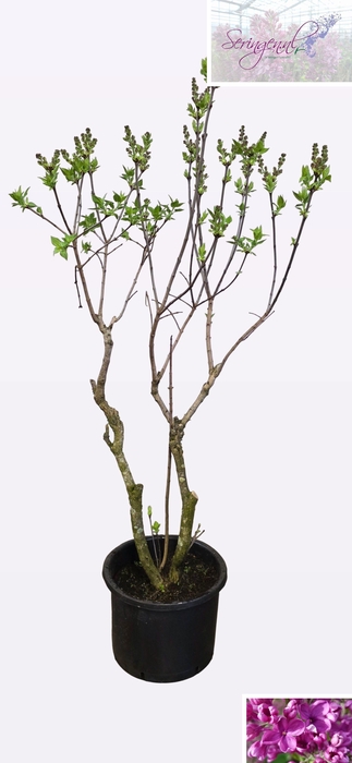 SYRI V AND AN LUDWIG