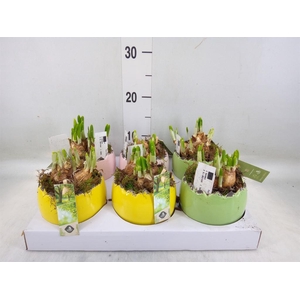 Arr.  Narcissus Tete Tete L%