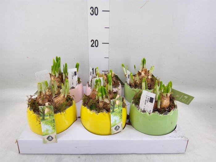 <h4>Arr.  Narcissus Tete Tete L%</h4>