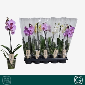 PHAL GEM 4 KL