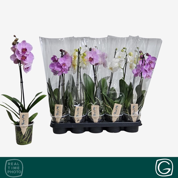 <h4>PHAL GEM 4 KL</h4>
