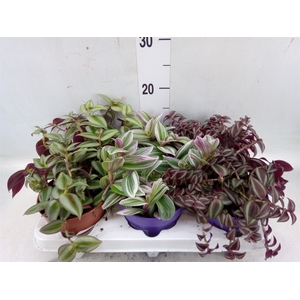 Tradescantia   ...mix