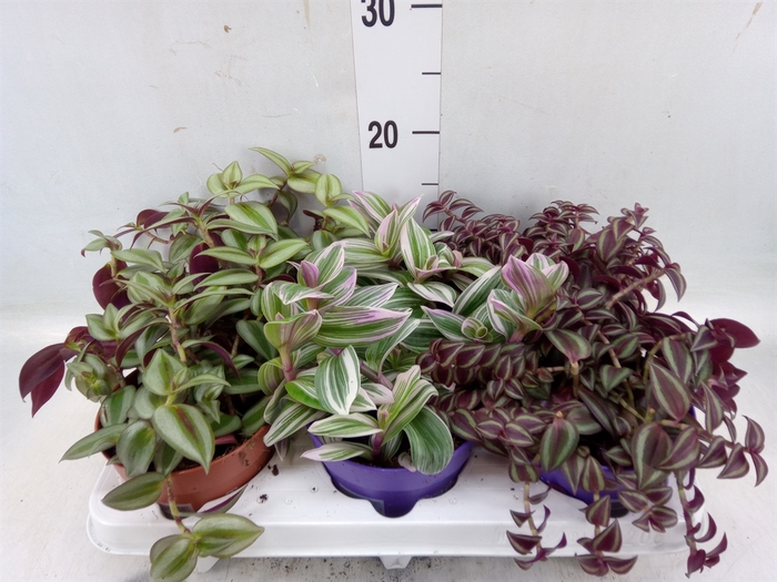 <h4>Tradescantia   ...mix</h4>