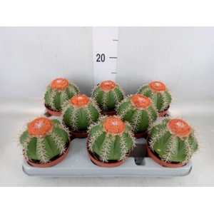 Melocactus matanzanus