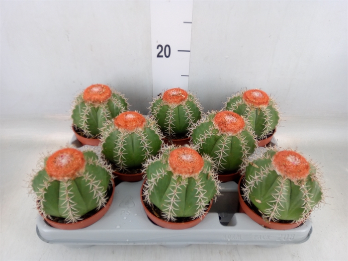 <h4>Melocactus matanzanus</h4>