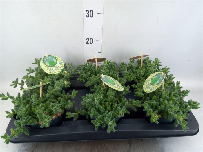 <h4>Delosperma echinatum</h4>