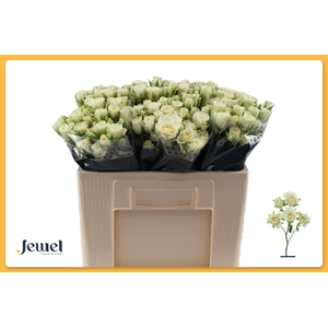 R TR SNOWFLAKE Water