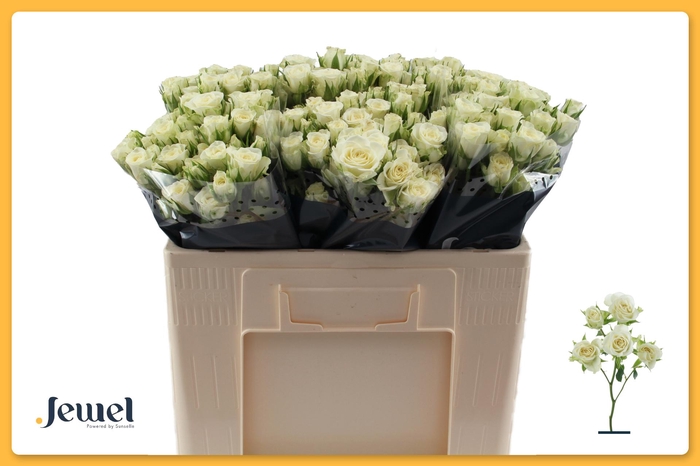 <h4>R TR SNOWFLAKE Water</h4>