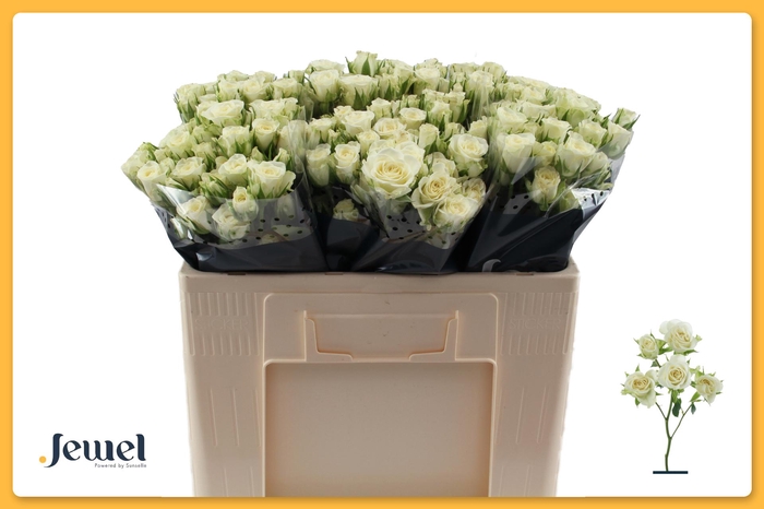 <h4>R TR SNOWFLAKE Water</h4>